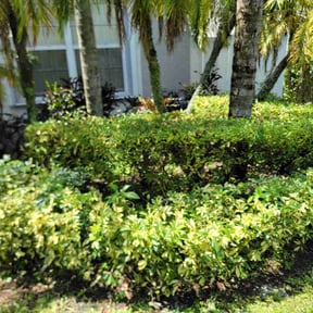 Bush Trimming by 5280 Lawn Care reviewed on August 20, 2025