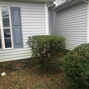 Bush Trimming by Bean Sprout Lawn Service LLC reviewed on August 19, 2025