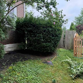 Bush Trimming by Bryan lawn care llc reviewed on December 3, 2025