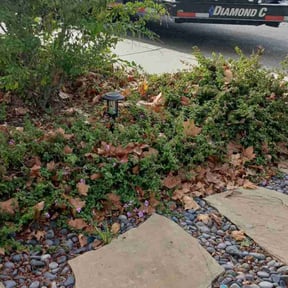 Bush Trimming by Dallas Enterprise LLC Lawn Care Services reviewed on October 18, 2025