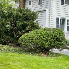 Bush Trimming by Knox Vegas Lawn Service reviewed on August 18, 2025