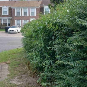 Bush Trimming by Black-out lawn reviewed on August 16, 2025