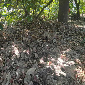 Leaf Removal by Crop Circle Lawn &amp; Property Maintenance reviewed on November 24, 2025