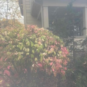 Bush Trimming by Major League Landscaping reviewed on November 24, 2025