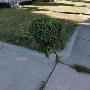 Bush Trimming by Tarantula lawn service reviewed on September 2, 2026