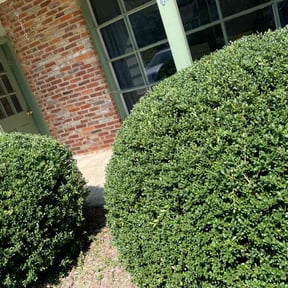 Bush Trimming by N.A.L Landscaping and Services LLC reviewed on November 25, 2025