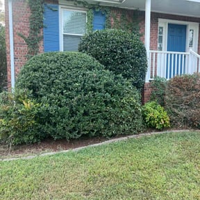 Bush Trimming by GT Luxury Lawn... reviewed on October 20, 2025