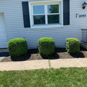 Bush Trimming by Precision Landscaping & more reviewed on August 21, 2025