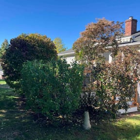 Bush Trimming by Elite Lawn Care reviewed on November 9, 2025