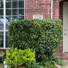 Bush Trimming by Leneirs Landscaping reviewed on August 16, 2025