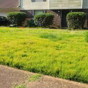 Bush Trimming by Double F Lawns reviewed on August 15, 2025