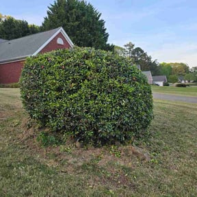 Bush Trimming by Frederickson Lawn Management reviewed on April 13, 2026