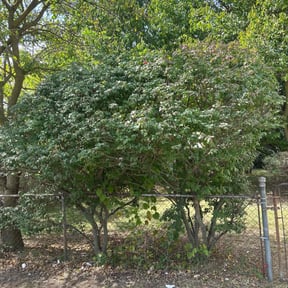 Bush Trimming by BOB&#039;S reviewed on October 20, 2025