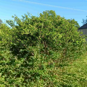 Bush Trimming by Choice Specialties LLC reviewed on August 18, 2025
