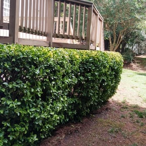 Bush Trimming by National Property Maintenance reviewed on August 16, 2025