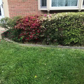 Bush Trimming by Elite Mowing Services reviewed on August 15, 2025