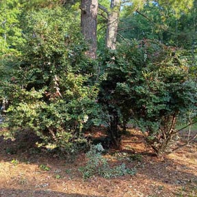Bush Trimming by Radd Yard Co. reviewed on July 9, 2026