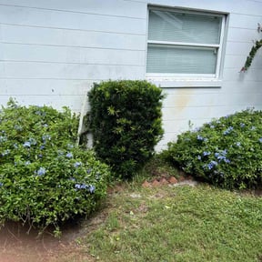 Bush Trimming by GAMA-LAWN MOWING SERVICES reviewed on August 21, 2025
