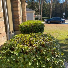 Bush Trimming by Mighty Mavericks Yard and Landscaping Heroes reviewed on November 23, 2025