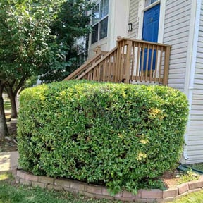 Bush Trimming by nathaniel baker reviewed on August 21, 2025