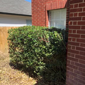 Bush Trimming by Cari lawn care reviewed on August 16, 2025
