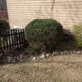 Bush Trimming by ASV landscaping and trimming reviewed on August 15, 2025