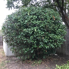 Bush Trimming by 25 And Up Cuts More LLC reviewed on August 19, 2025