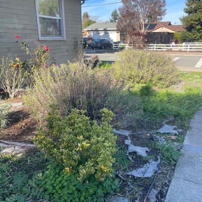 Bush Trimming by Residential maintenance reviewed on January 22, 2026