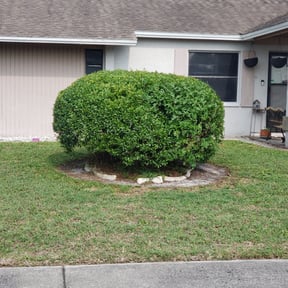 Bush Trimming by F.B. Services reviewed on August 16, 2025