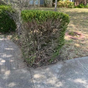 Bush Trimming by Coqui cleaning &amp; Lawn maintenance LLC reviewed on November 22, 2025