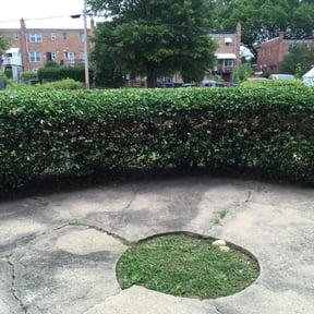 Bush Trimming by County Line Services reviewed on August 15, 2025