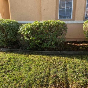 Bush Trimming by TN Lawn Services LLC. reviewed on January 1, 2026