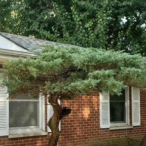 Bush Trimming by Nate's Scapes reviewed on August 19, 2025
