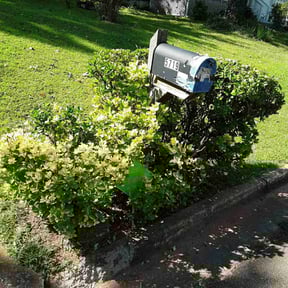 Bush Trimming by Native LandCare LLC reviewed on August 19, 2025