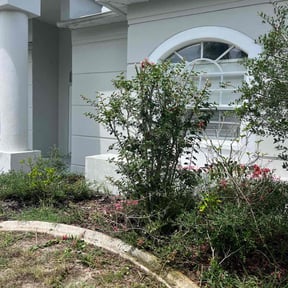 Bush Trimming by BLC3 LLC / Turf Guys reviewed on August 15, 2025