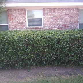 Bush Trimming by Isaiah&#039;s Custom Cutz reviewed on May 12, 2023