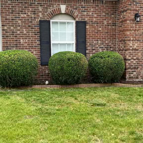 Bush Trimming by Spartan Landscaping reviewed on August 18, 2025