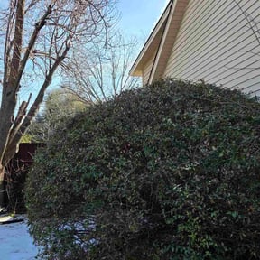 Bush Trimming by R&amp;T H Home Services LLC reviewed on February 4, 2026