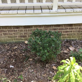 Bush Trimming by Earth Cutz Lawn Services reviewed on August 18, 2025