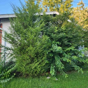 Bush Trimming by Lawn man care llc reviewed on August 19, 2025
