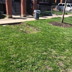 Leaf Removal by Carolina green landscaping &amp; more reviewed on September 13, 2025