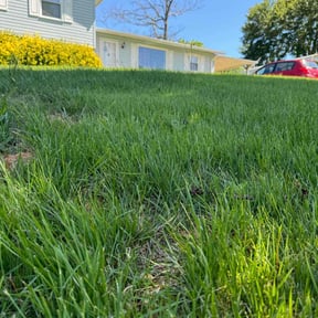gardening service by A Step Above Lawn Care LLC reviewed on August 20, 2025