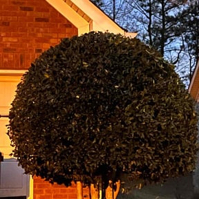 Bush Trimming by Laupola's Landscaping reviewed on August 14, 2025