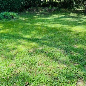 landscaping services by Koala T lawncare reviewed on August 16, 2024