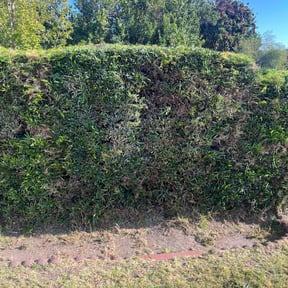 Bush Trimming by R&M lawncare reviewed on August 20, 2025