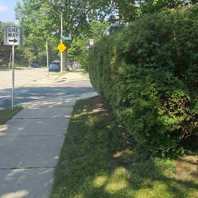 Bush Trimming by Basic Lawn Care reviewed on May 2, 2024