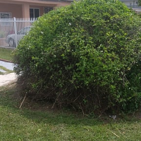 Bush Trimming by Sbm reviewed on August 17, 2025