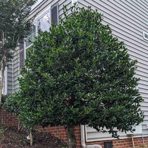 Bush Trimming by T&j lawn care reviewed on August 21, 2025