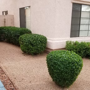 Bush Trimming by Superior Landscape & Maintenance, Inc. reviewed on August 17, 2025