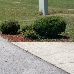 Bush Trimming by ARG Construction LLC reviewed on August 15, 2025